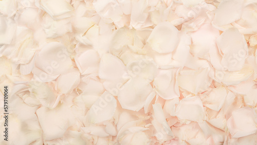 white rose petals. Valentine's day or Mother's day background. Flat lay. Top view. Background texture