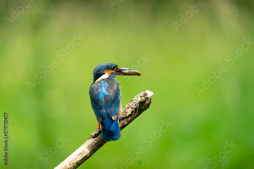 kingfisher on the branch © Wiltshire Wildlife