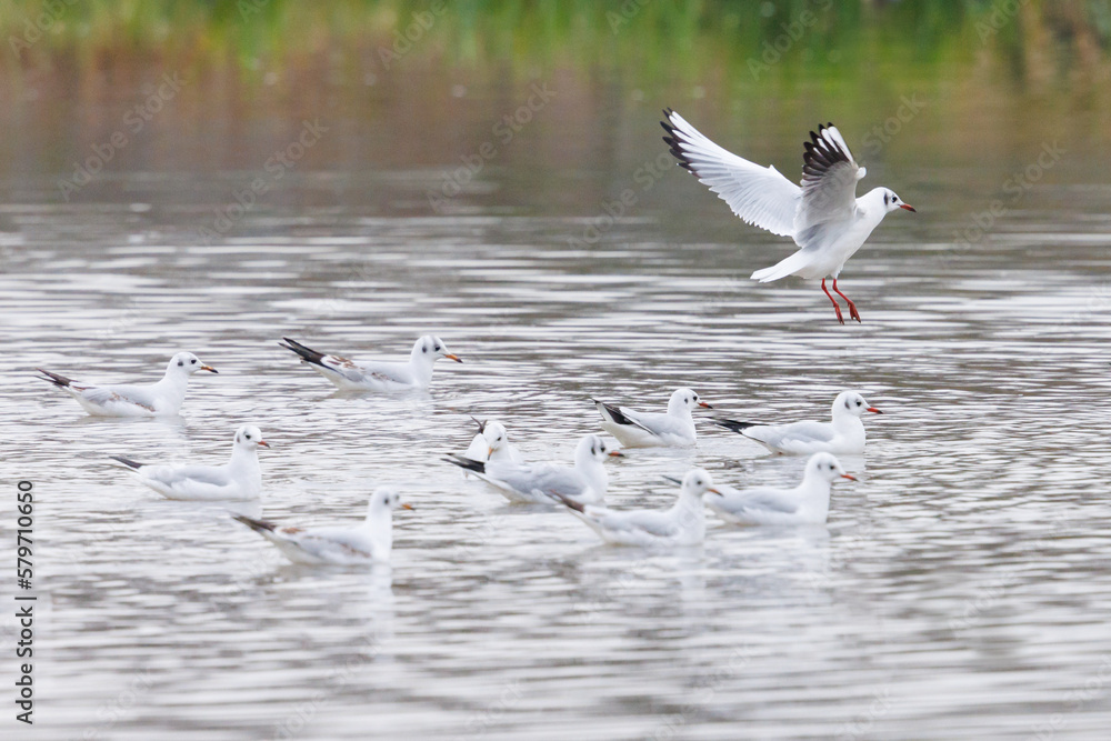 flock of common black-headed gulls (larus ridibundus) in water flock of common black-headed gulls (larus ridibundus) in water