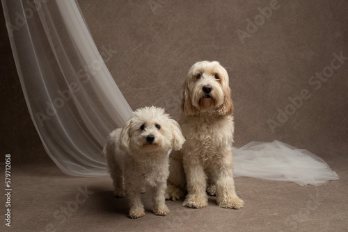 Two dogs in the studio shot, goldendoodle and maltese