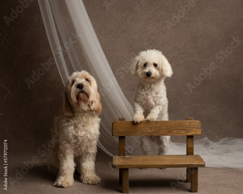 Two dogs in the studio shot, goldendoodle and maltese