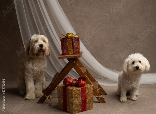 Two dogs in the studio shot, goldendoodle and maltese