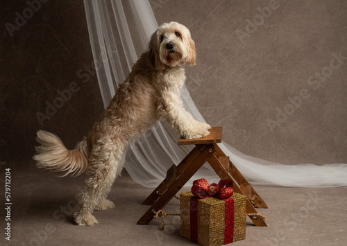 A goldendoodle dog at the steps with a gift
