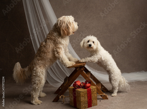 Two dogs in the studio shot, goldendoodle and maltese