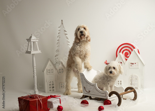 Two friend of dogs are in the christmas decoration.