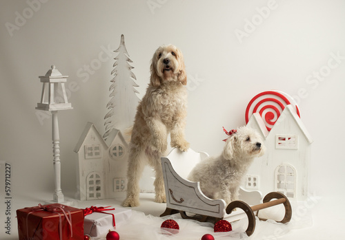 Two friend of dogs are in the christmas decoration.