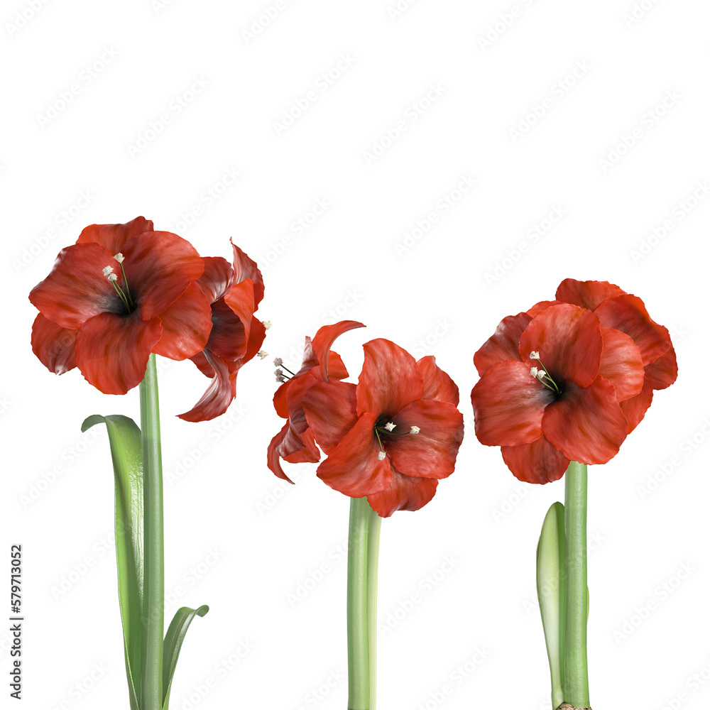 red flower on transparent background PNG file.Floral arrangement, bouquet of garden flowers. Can be used for invitations, greeting, wedding card red flower on transparent background PNG file.Floral arrangement, bouquet of garden flowers. Can be used for invitations, greeting, wedding card