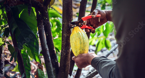 Close-up hands of a cocoa farmer use pruning shears to cut the cocoa pods or fruit ripe yellow cacao from the cacao tree. Harvest the agricultural cocoa business produces.v © NARONG