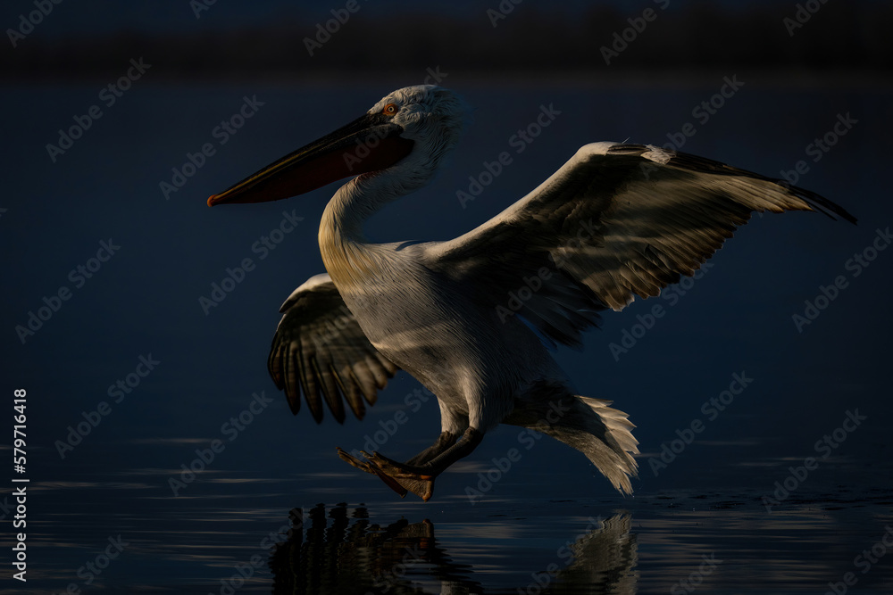 Obraz premium Dalmatian pelican about to land on lake