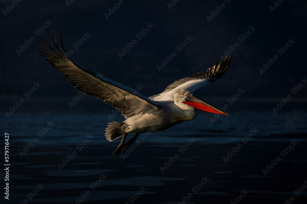 Obraz premium Dalmatian pelican flies over lake in sunshine