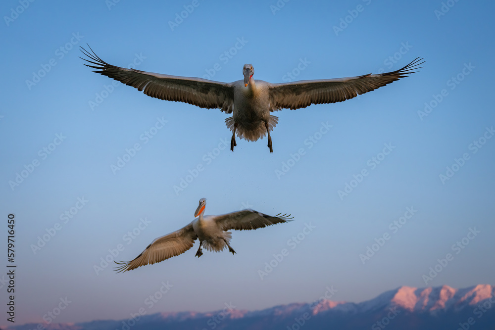 Dalmatian pelican flies above mountains near another Dalmatian pelican flies above mountains near another