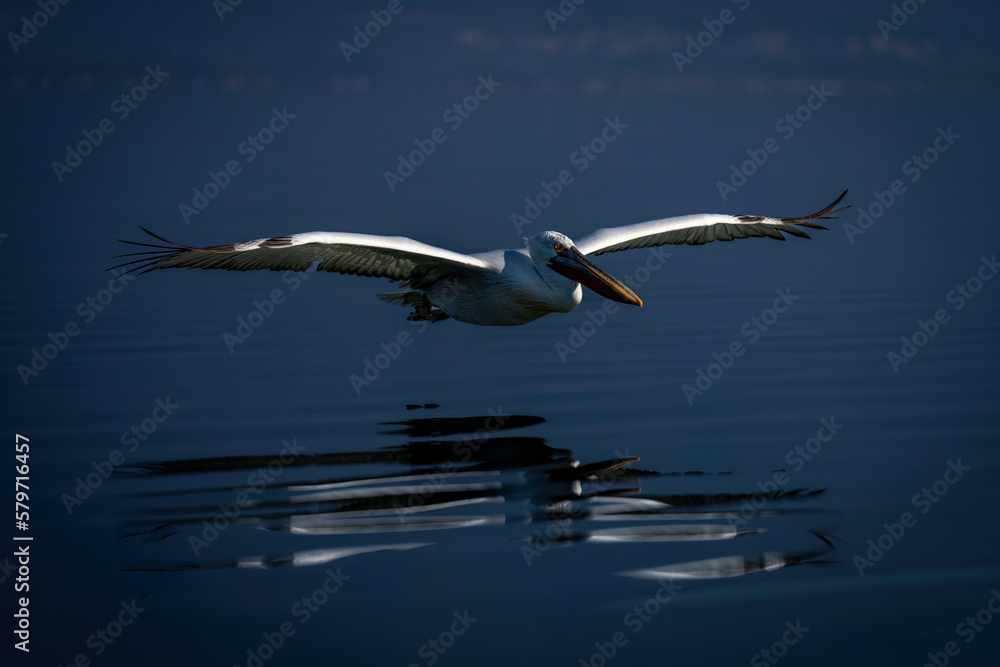 Obraz premium Dalmatian pelican crosses lake mirrored in water