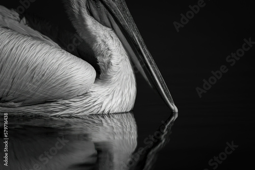 Mono close-up of pelican beak touching water Fototapeta