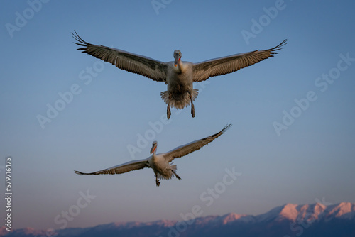 Dalmatian pelican flies over mountains by another