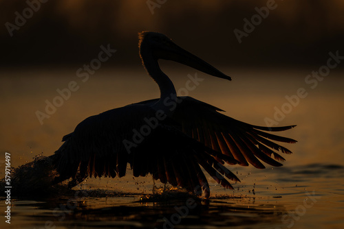 Dalmatian pelican bounds across water at dawn