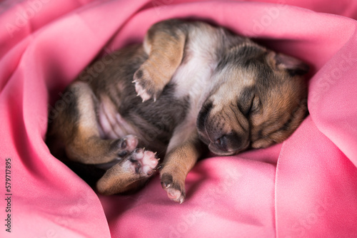 Dog in sleeps on a pink blanket