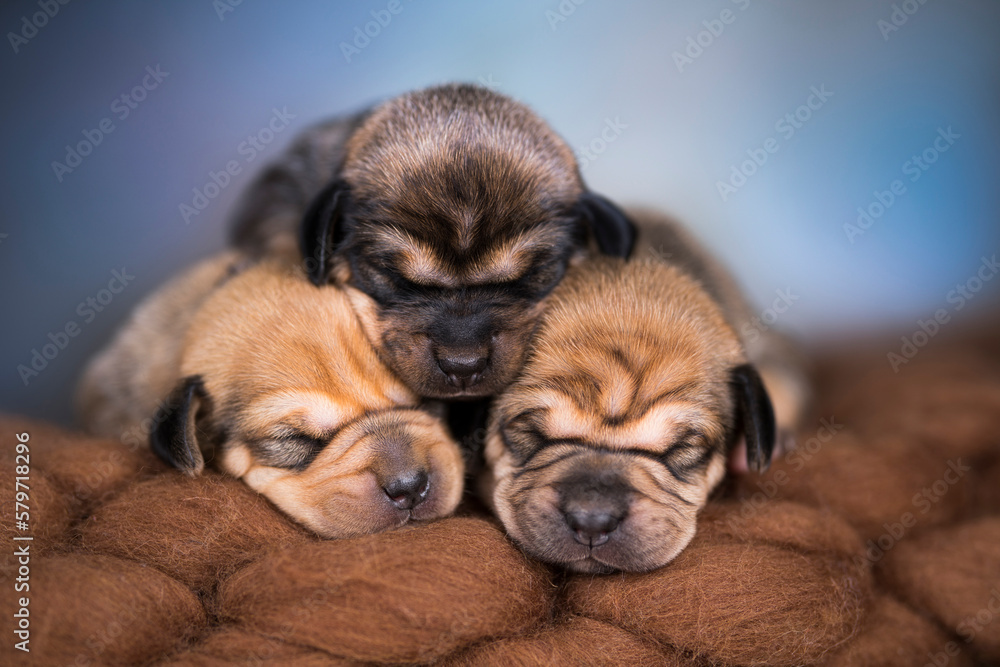 A beautiful little dog sleeps on a blanket A beautiful little dog sleeps on a blanket