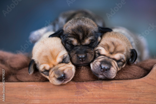 Little puppies sleeping in bed © Sebastian Duda