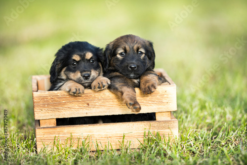 Cute little two dogs in a wooden crate on the grass