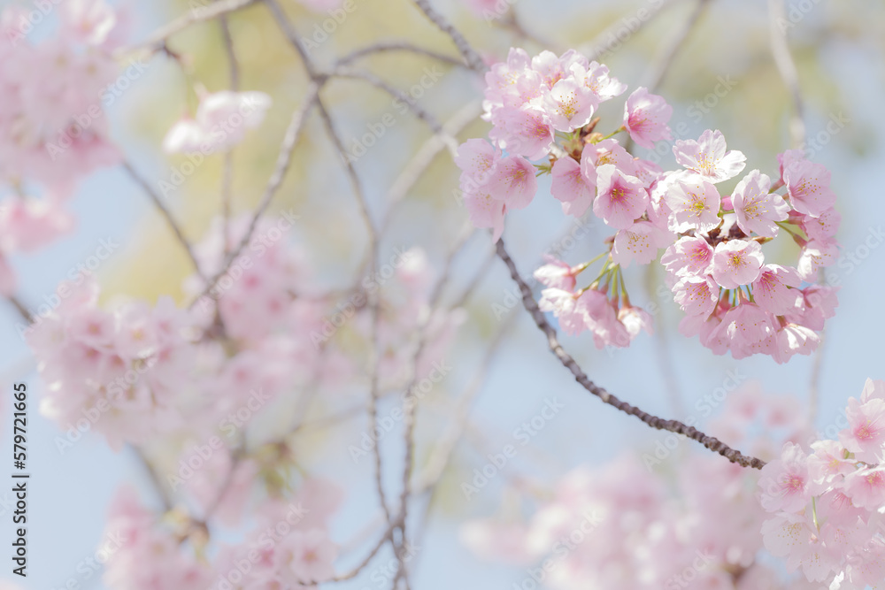 満開の桜の花 3月 満開の桜の花 3月