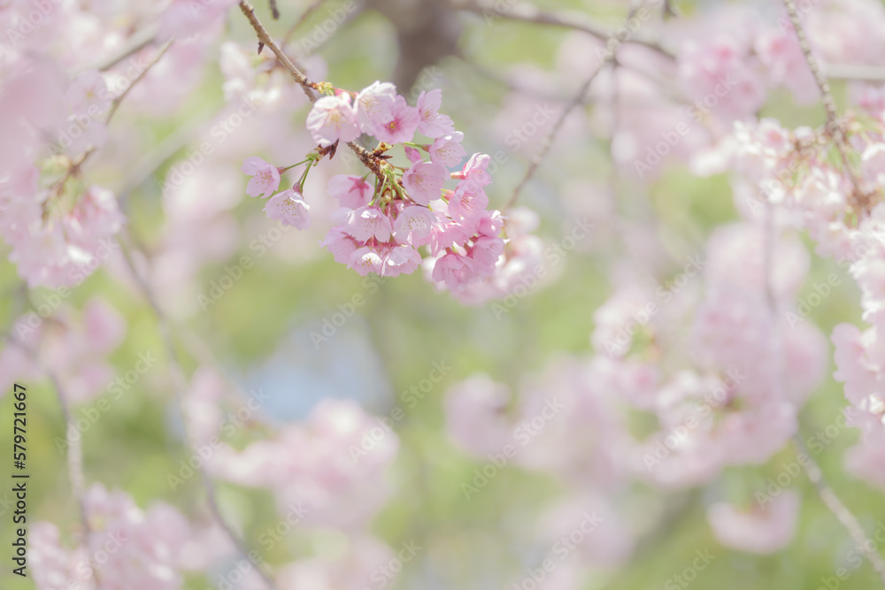 満開の桜の花　3月