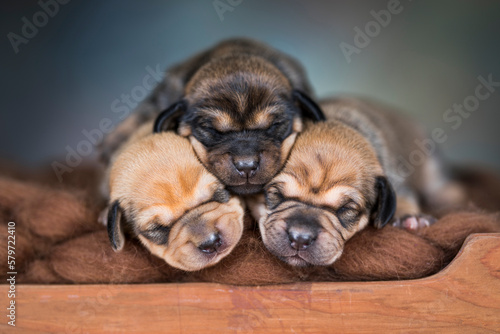 The dogs sleep on a wooden bed © Sebastian Duda