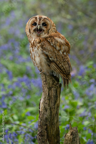 Tawny Owl in bluebell forest