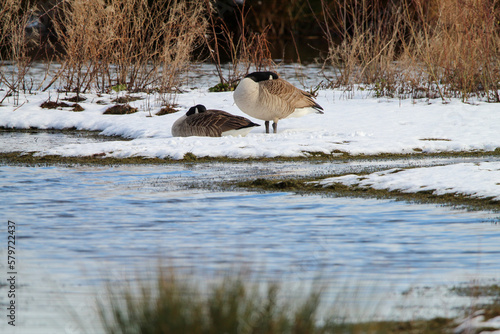 A stunning image of a goose in a field covered in white snow with beautiful contrasting colours.