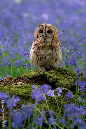Tawny Owl in bluebell forest