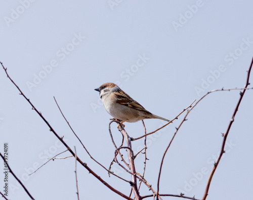 sparrow, bird, animal, wild, nature