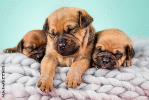 Dogs on a sleeps on a blanket