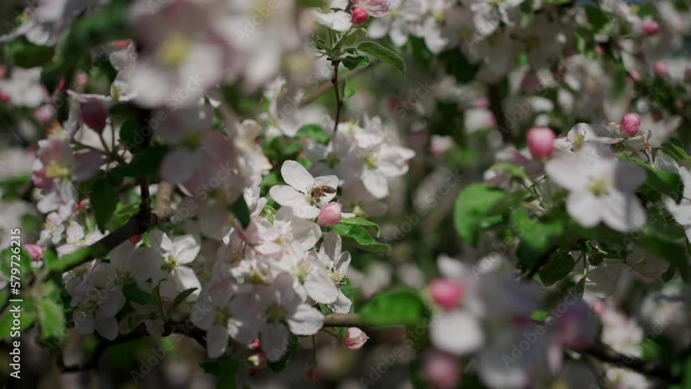 Bees fly near the flowers of an apple tree on a sunny spring day 4k footage