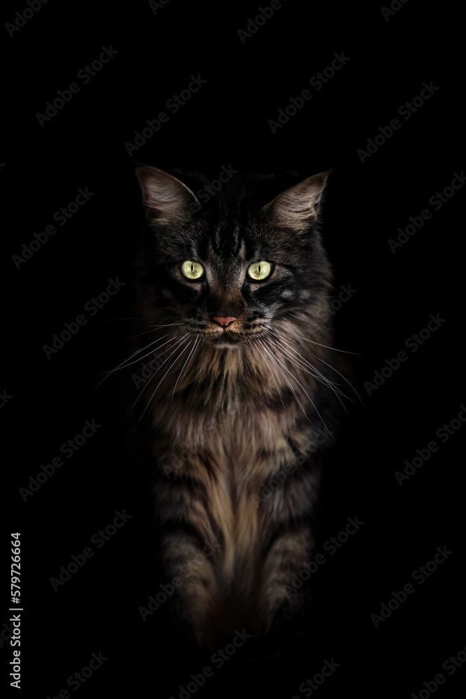 Portrait of a Maine Coon Cat Portrait of a Maine Coon Cat