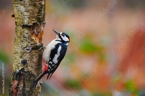 Male great-spotted woodpecker