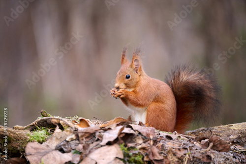 Beautiful red squirrel eats a nut.
