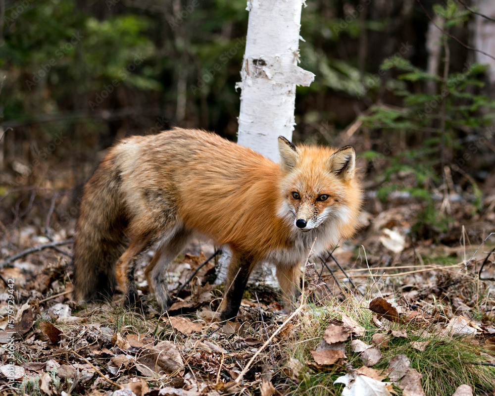 Red Fox Photo Stock. Fox Image. Close-up profile view in the spring season displaying fox tail, fur, in its environment and habitat with a blur forest background.  Picture. Portrait.