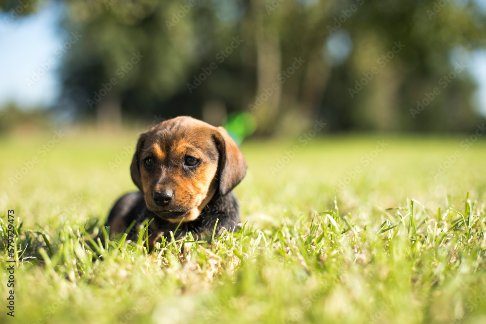A small dog on the grass background
