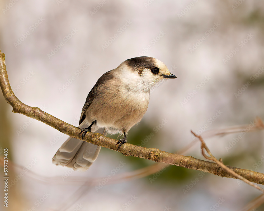 Obraz premium Gray Jay Photo and Image.
