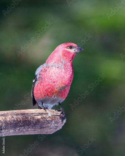 Pine Grosbeak Photo and Image.  Grosbeak male perched on a branch with a blur forest background in its environment and habitat surrounding and displaying red colour feather plumage. ©  Aline