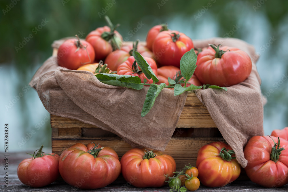Fresh tomatoes in a wooden crate Fresh tomatoes in a wooden crate