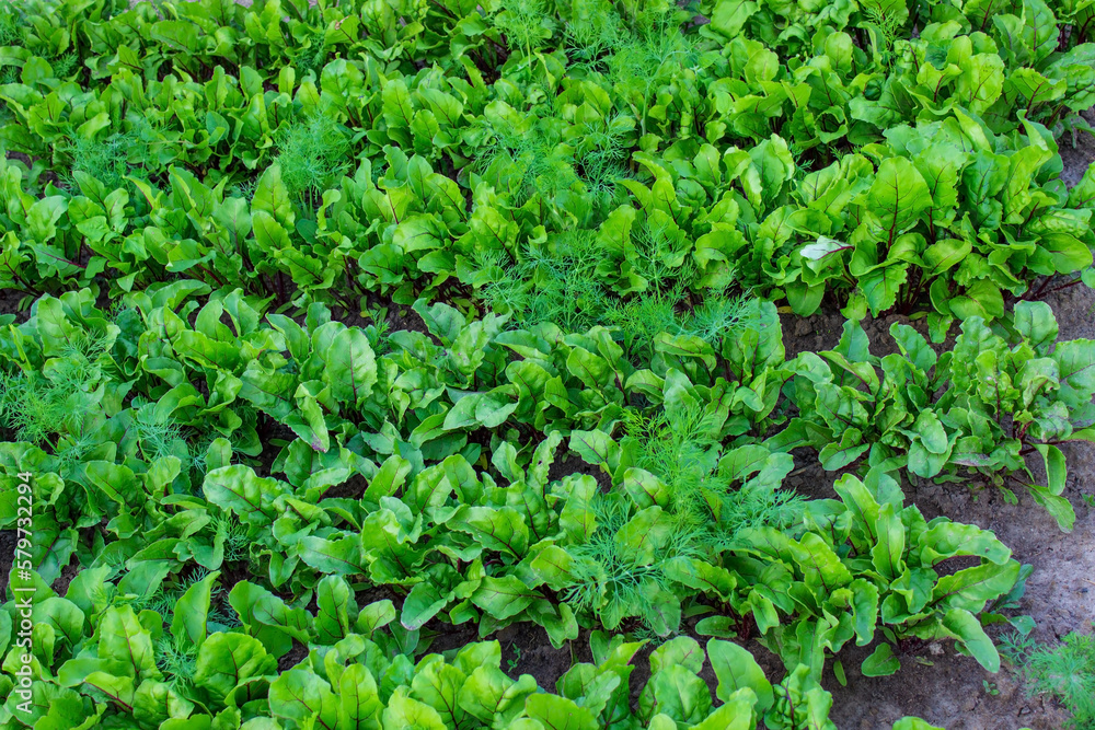 beds in the garden.Selective focus beds in the garden.Selective focus