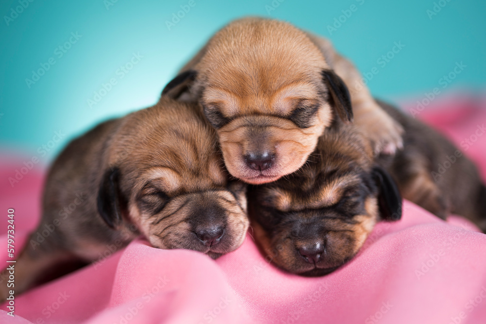 Dog in sleeps on a pink blanket Dog in sleeps on a pink blanket