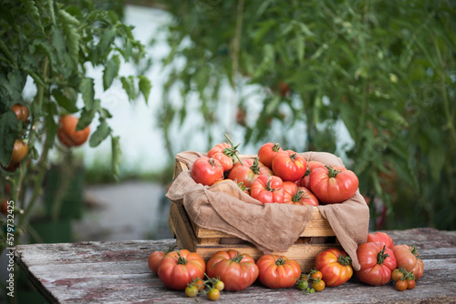 Vegetables  Tomatoes   on desk in garden