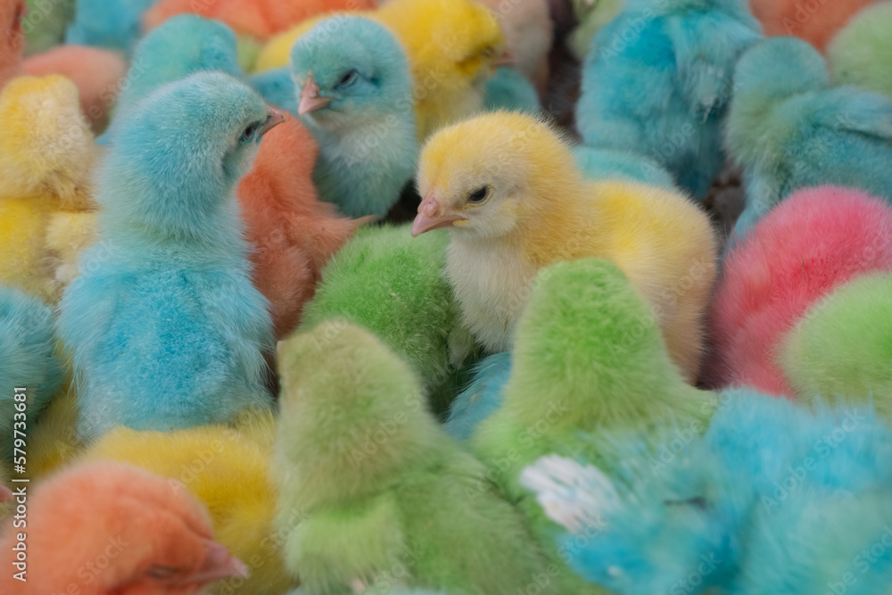 selective focus on cute colorful chicks, painted chicks and then sold. motion blur effect, soft focus
