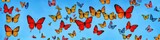 Colorful butterflies flittering in the air