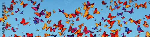 Colorful butterflies flittering in the air