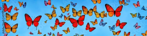 Colorful butterflies flittering in the air © Brian