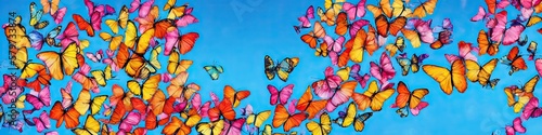 Colorful butterflies flittering in the air photo