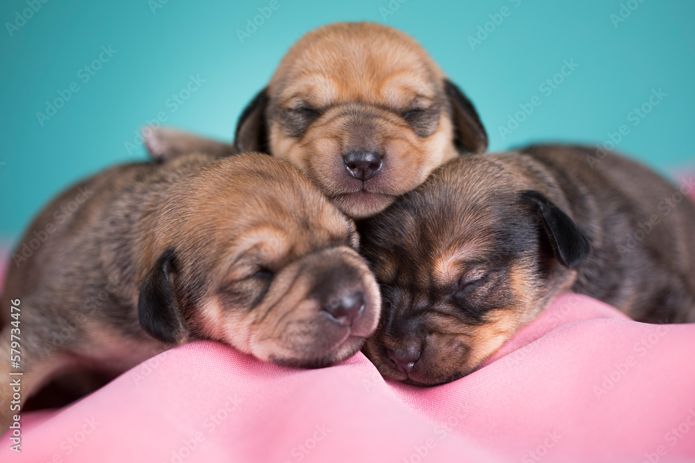 A beautiful little dog sleeps on a pink blanket A beautiful little dog sleeps on a pink blanket