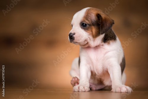 Small dog on a wooden background